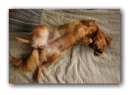 Ayla vijf week drachtig